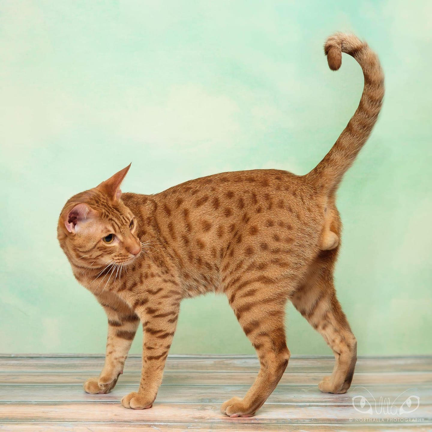 SC FI*Northalla Red Explorer