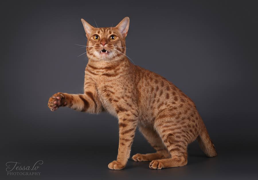 PR SC Dragon Amagitsune