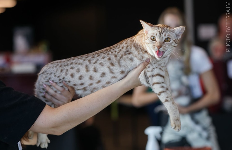 FI*SonSon Instant Karma