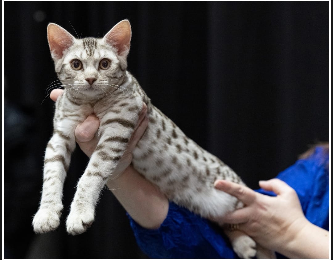 FI*SonSon Zenvo Aurora  (kuva:Pauli Araneva)